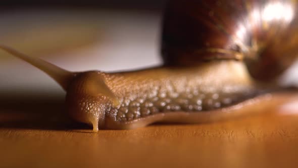 Macro Shot of Big Slow Snail