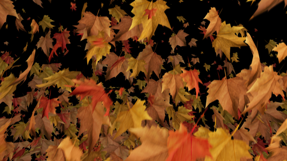 Transition Tree Leaf Autumn 3D alt
