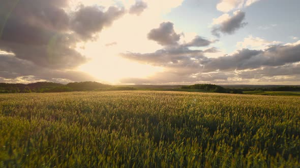 Aerial Drone View of Golden Fields with Dramatic Colorful Skies at Sunset