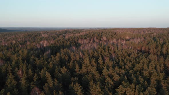 AERIAL: Flying Over Forest on a Golden Hour in Early Spring