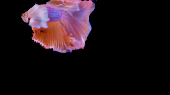 The colorful Siamese Elephant Ear Fighting Fish Betta Splendens, also known as Thai Fighting Fish or alt