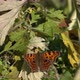 Colored butterfly takes off from the grass, slow motion 250 fps - VideoHive Item for Sale