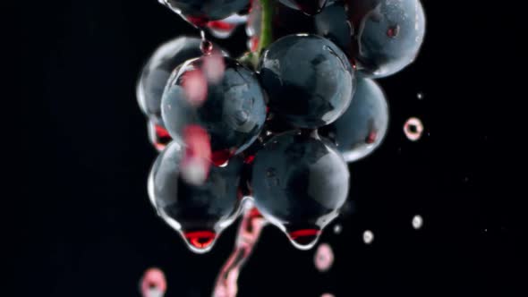 Fresh Black Grapes Rotation on Isolated Black Background on Super Slow Motion alt