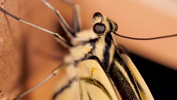 Papilio machaon, the Old World swallowtail butterfly macro shot of its eye alt
