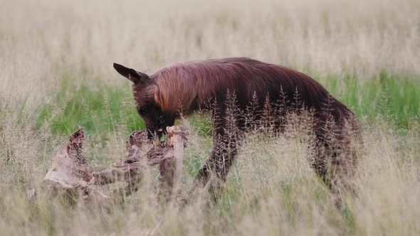 A Brown Hyena Feeding On A Dead Carcass In The Grass Field - Closeup Shot alt