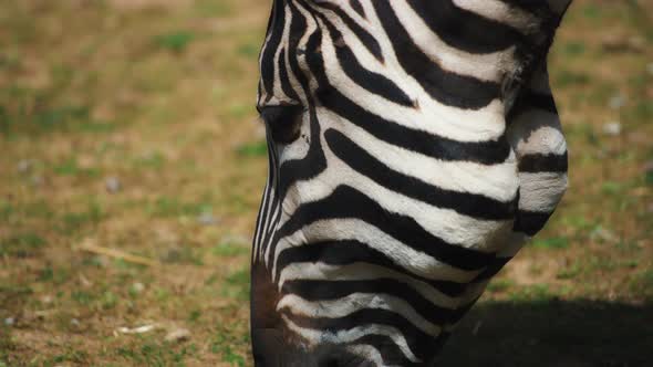 Grant's zebra grazing, close up