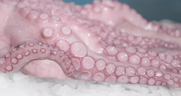 Macro Shot Of Whole Octopus Legs Or Big Tentacles On Ice - slow motion, sideways alt