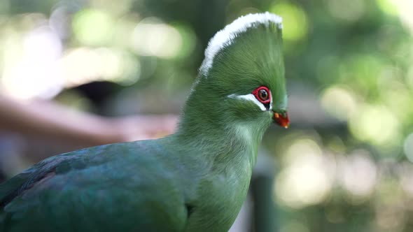 Close up of Knysna Turaco (Loerie) bird - SLOW MOTION alt