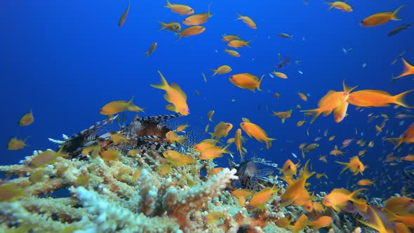 Underwater Fish and Coral Garden alt