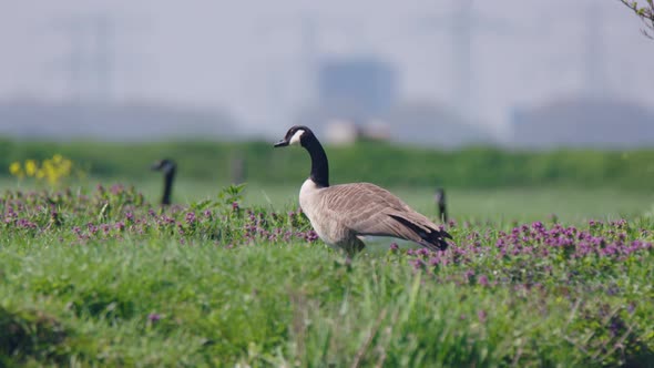 Barnacle goose, Branta leucopsis, graze over a field, feeding. alt
