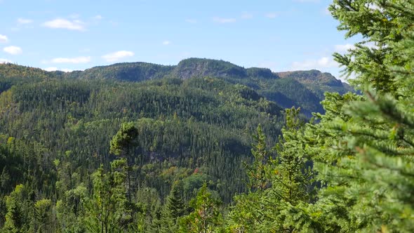 Evergreen Trees In The Foreground Revealing A Large Green Forest In The Background