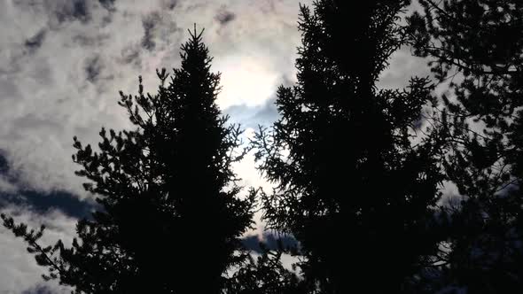 Silhouette Of Evergreen Trees With The Sun Coming Through A Cloudy Sky
