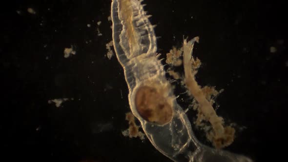 Microscopic ostracod and arthropod with ostracod in it's digestive tract. alt