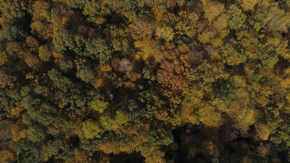 Golden Autumn Forest Top View