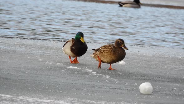Wild ducks (Anas platyrhynchos) walking on a frozen pond. Winter nature. Slow motion alt