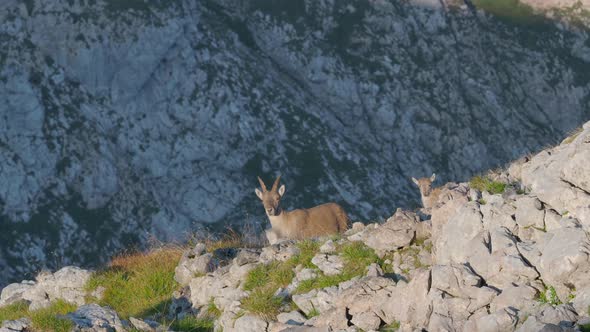 FULL SHOT of mountain goats including a kid standing on the rocky slopes of Schneibstein alt