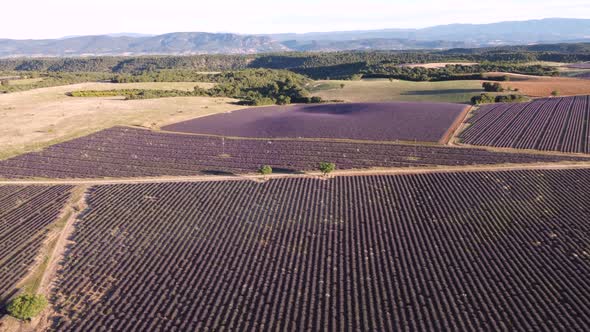 Lavender Field in Plateau de Valensole alt