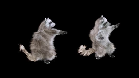 Raccoon Dancing HD alt