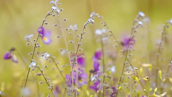 Myosotis Close Up alt