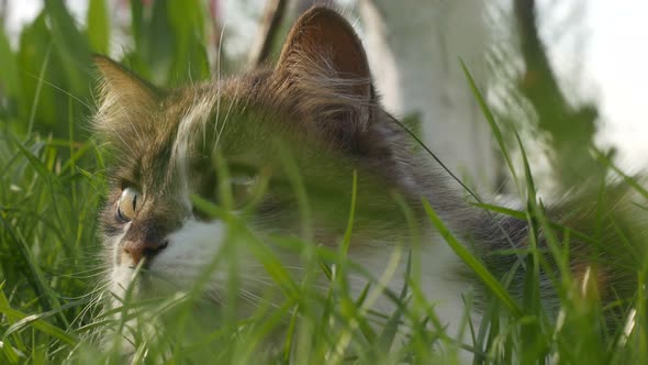 Beautiful Cat Laying On The Grass alt