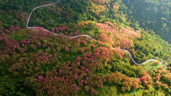 Beautiful pink flower in natural wild, Wild Himalayan Cherry Blooming Tree alt