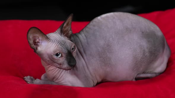 Side View of a Canadian Sphinx Lying on a Red Blanket in the Studio on a Black Background alt