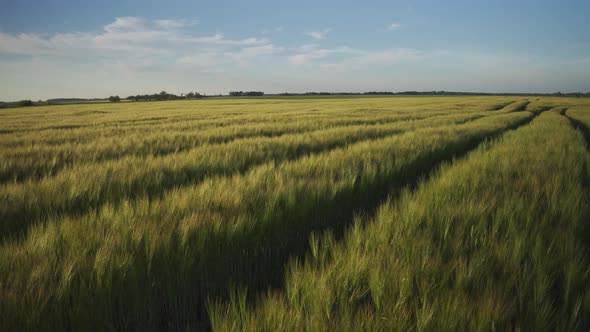 Field with ears of grain crops in the evening
