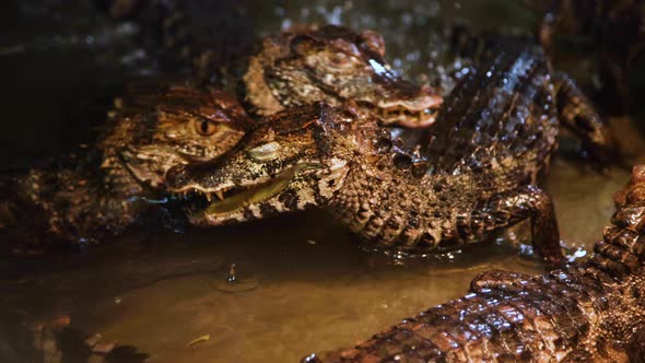 Caiman lizards fighting over food alt