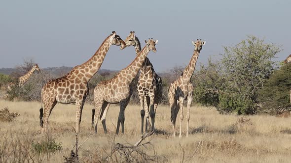 Giraffes In Natural Habitat - Etosha National Park alt