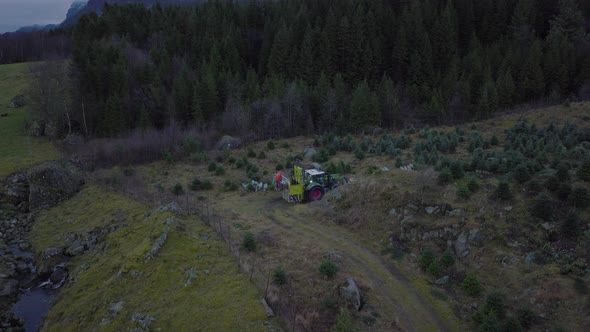Orbital aerial drone above Christmas tree plantation packing trees. alt