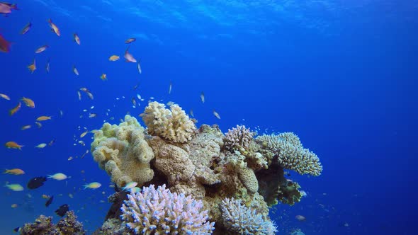 Reef Coral Garden alt