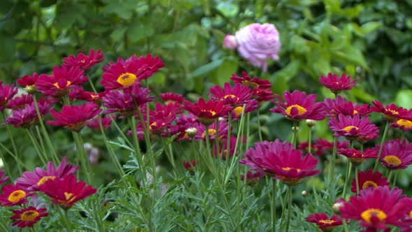 Purple Daisy Flowers In The Wind In Nature 6