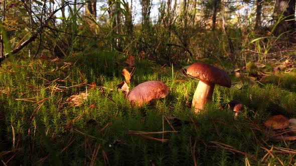 Boletus Edulis Mushroom Picked When Picking Mushrooms alt