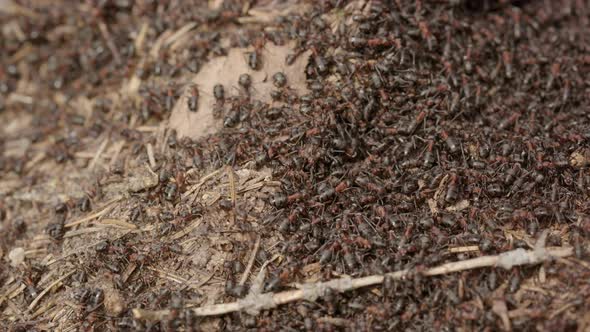 Red wood ant colony, Formica rufa, in a forest, Sweden, close up alt