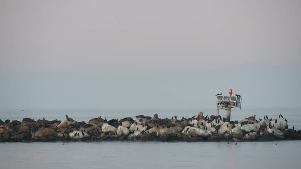 Sea Lion or Seal Rookery alt