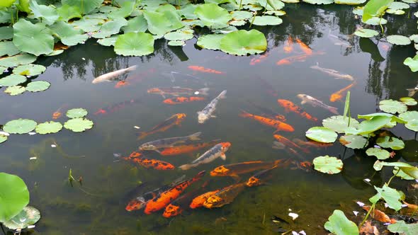 Koi Fish Pond