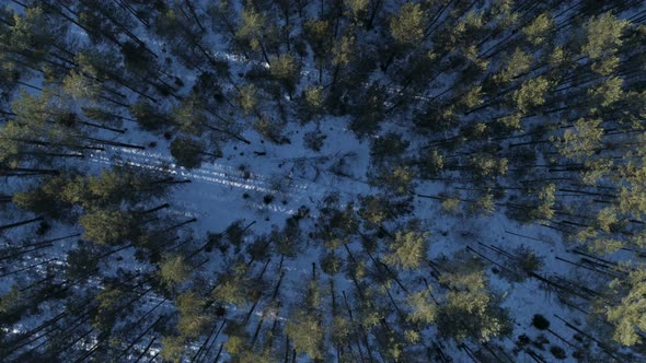 Bird's Eye View Of Pine Forest In Winter Time