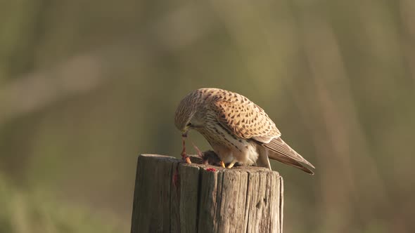 Common Kestrel on wooden perch pulls out innards of a mouse it's caught alt