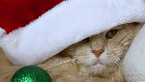 A Christmas cat in a Santa Clays hat is lying on a bed and playing with a Christmas tree toy. alt