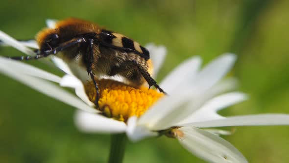 Bee Collects Nectar on a Daisy Flower in the Forest