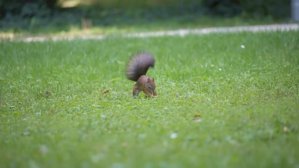 Red squirrel looking for something alt