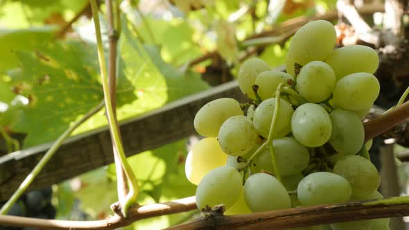 White cluster of Vitis vinifera fruit on vines close-up 4K footage alt