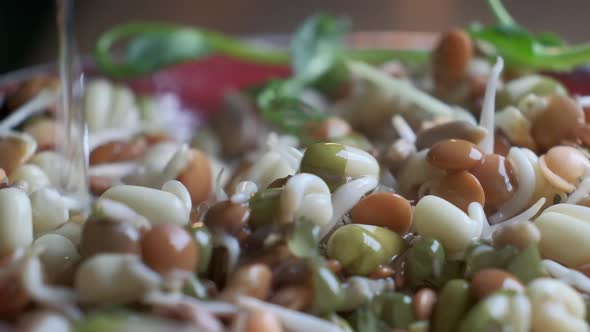 Microgreens and Sprouted Grains in Dish with Water Stream Closeup View in Slow Motion alt
