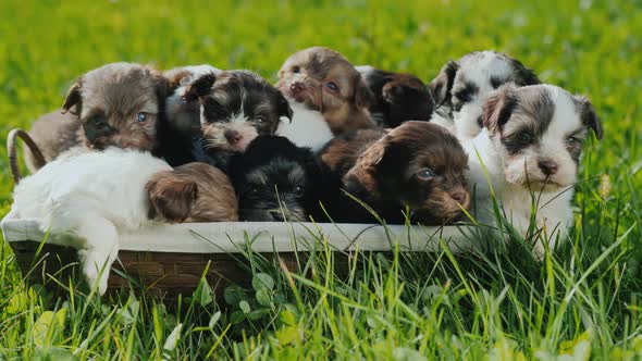 A Lot of Cute Blue-eyed Puppies in a Basket, Which Stands on the Green Grass by StockSeller