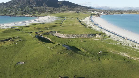 Cows Grazing On The Green Meadow At The Coast Of Dog's Bay Beach In Connemra, Ireland - ascending dr alt
