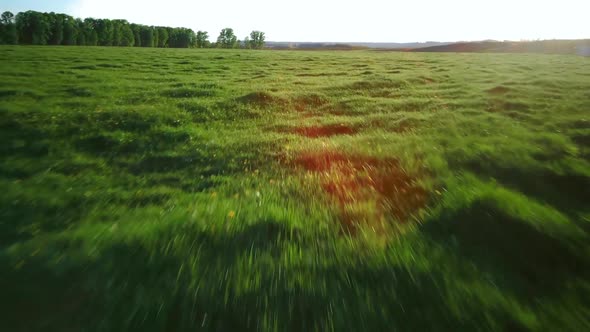 Aerial Video Flying Over Green Grass Field During Sunset in Spring Time alt