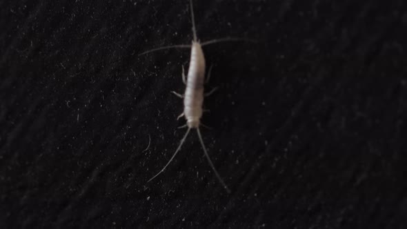 Closeup shot of a silverfish