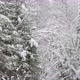 Forest Covered with White Snow - VideoHive Item for Sale