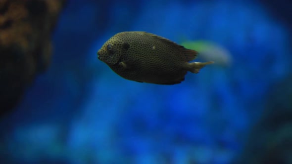 Under water view on sea fishes alt