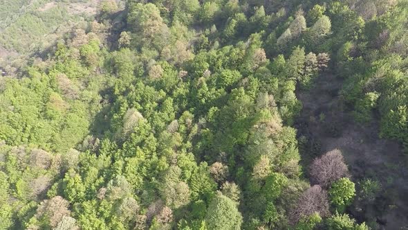 Aerial Green Forest alt